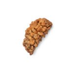 1 Mukhi Rudraksha Bead रूद्राक्ष Nepal - Image 2